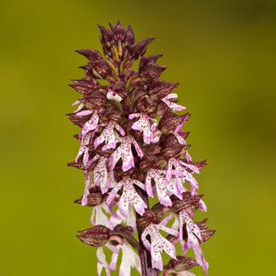 Vstavač nachový, České středohoří