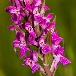 Prstnatec májový, České středohoří