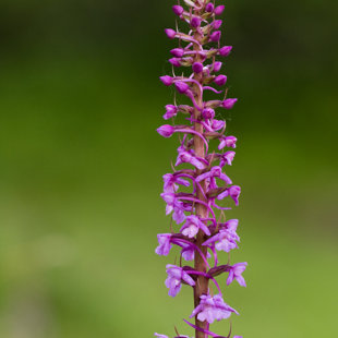 Pětiprstka žežulník, České středohoří