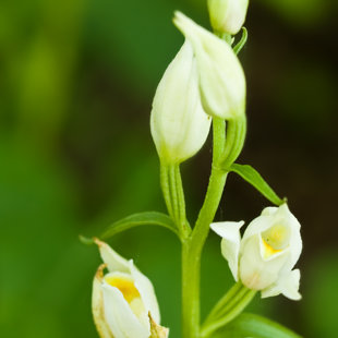 Okrotice bílá, České středohoří