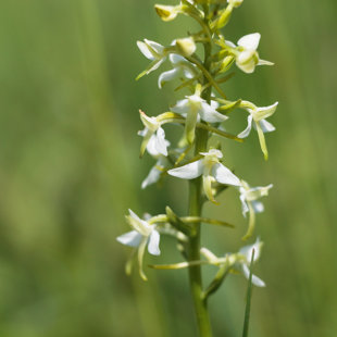 Vemeník dvoulistý, České středohoří