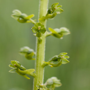 Bradáček vejčitý, České středohoří