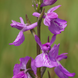 Vstavač bahenní řídkokvětý, Slatinná louka u Liblic
