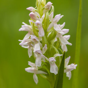 Prstnatec májový, Slatinná louka u Liblic