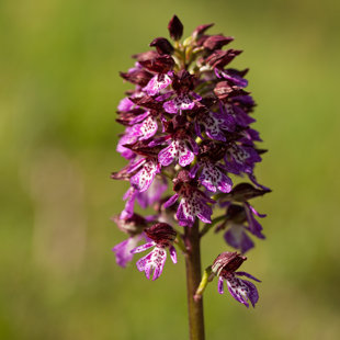 Vstavač nachový, Litoměřicko