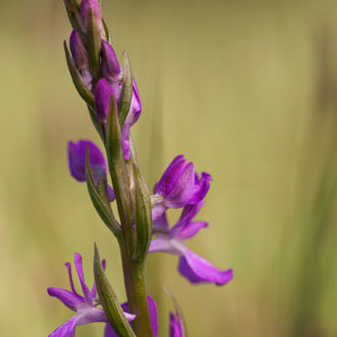 Vstavač bahenní, Liblice - Mělnicko