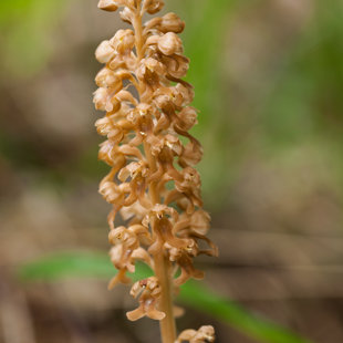 Hlístník hnízdák, Bohyně