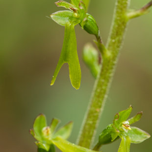 Bradáček vejčitý, Bohyně