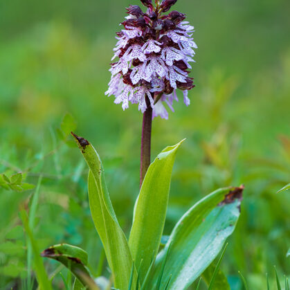 Vstavač nachový, České středohoří - Litoměřicko