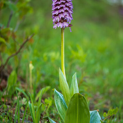 Vstavač nachový, České středohoří - Litoměřicko