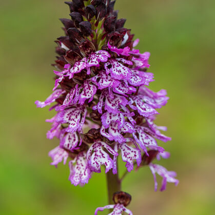 Vstavač nachový, České středohoří - Litoměřicko