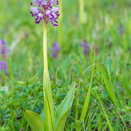 Vstavač vojenský, České středohoří - Radouň