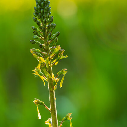 Bradáček vejčitý, České středohoří - Radouň