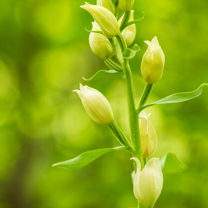 Okrotice bílá, Litoměřicko