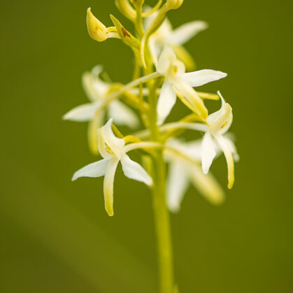Vemeník dvoulistý, Bílé Karpaty - Velká nad Veličkou