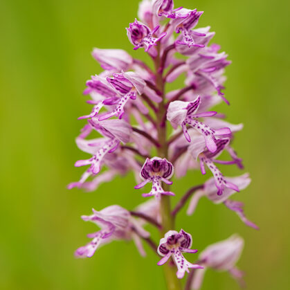 Vstavač Vojenský, Bílé Karpaty - Velká nad Veličkou