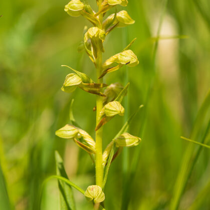 Vemeníček zelený, Bílé Karpaty - Čertoryje