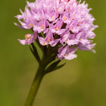 Hlavinka horská, Bílé Karpaty - Čertoryje