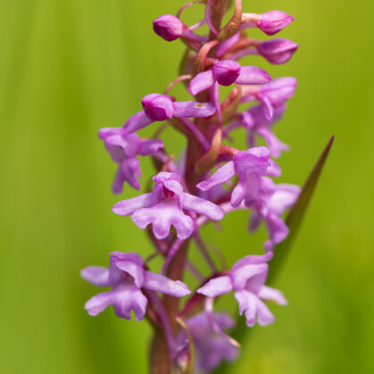 Pětiprstka žežulník, Bílé Karpaty - Čertoryje