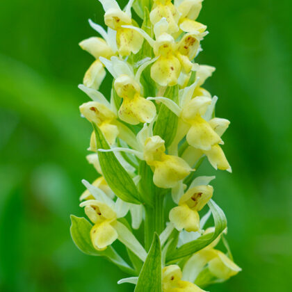 Prstnatec bezový, Bílé Karpaty