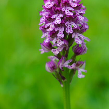 Vstavač Dietrichův, Litoměřicko
