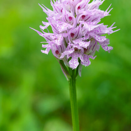 Vstavač trojzubý, Zlínský kraj