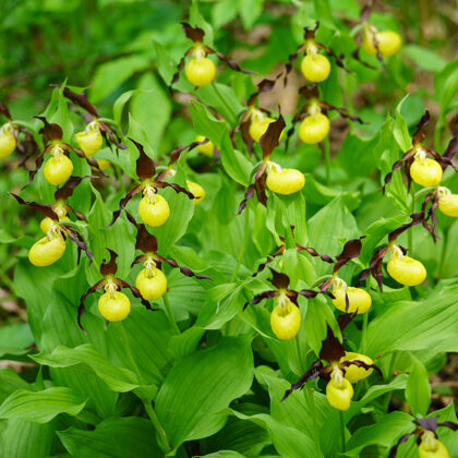 Střevíčník pantoflíček