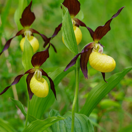 Střevíčník pantoflíček